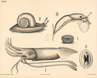 Bløddyr. Blæksprutter og snegler von Peter Dybdahl