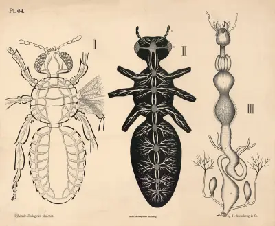 Insekter. Blodomløb, nervesystem og fordøjelsesorganer von Peter Dybdahl