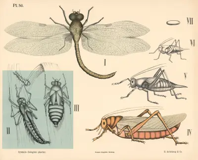 Insekter. Netvinger og skindvinger von Peter Dybdahl