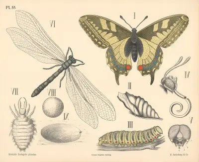 Insekter. Skjelvinger og Florvinger von Peter Dybdahl