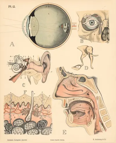 Mennesket. Sandseorganer von Peter Dybdahl