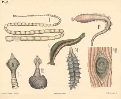 Orme von Peter Dybdahl