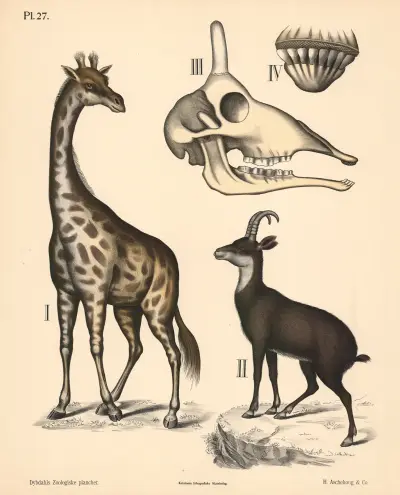 Pattedyr. Drøvtyggere, variant 1. von Peter Dybdahl