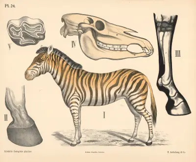 Pattedyr. Enhovede, variant 1. von Peter Dybdahl