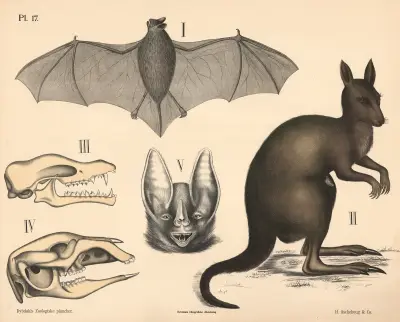 Pattedyr. Flaggermus og pungdyr, variant 1. von Peter Dybdahl