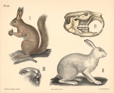 Pattedyr. Gnavere, variant 1. von Peter Dybdahl