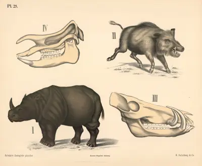 Pattedyr. Tykhudede, variant 1., 1881 – Nr. 2 von Peter Dybdahl