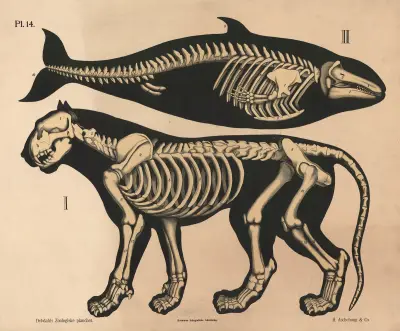 Skelet af løve og delfin, variant von Peter Dybdahl