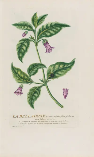 La Belladone av Pierre Philippe Alyon