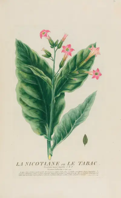 La Nicotiane ou Le Tabac av Pierre Philippe Alyon