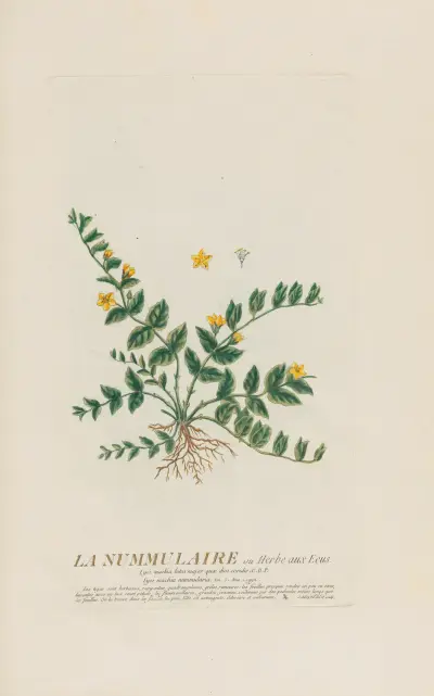 La Nummulaire ou Herbe aux Ecus av Pierre Philippe Alyon