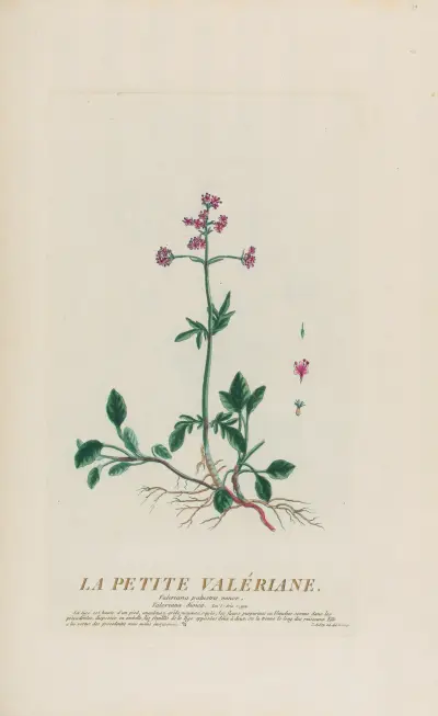 La Petite Valériane av Pierre Philippe Alyon