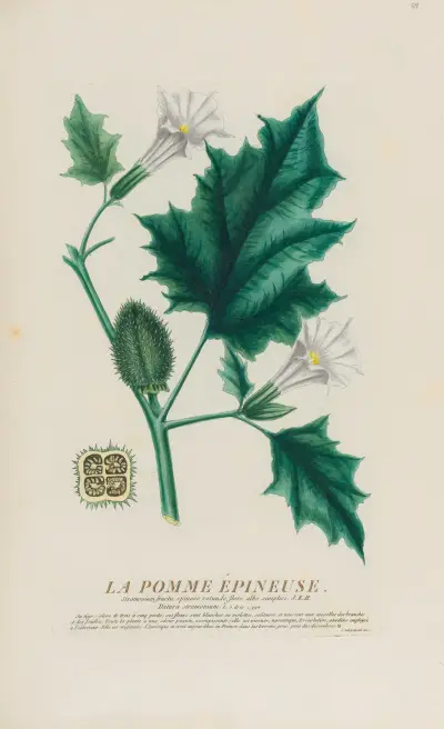 La Pomme Épineuse av Pierre Philippe Alyon