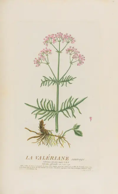La Valériane sauvage av Pierre Philippe Alyon