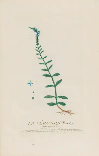 La Véronique en Épi av Pierre Philippe Alyon