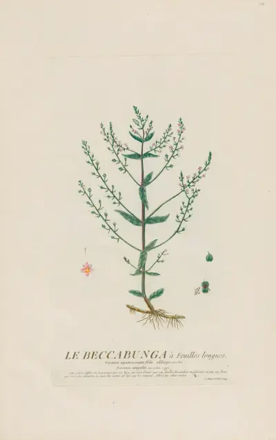 Le Beccabunga à Feuilles longues av Pierre Philippe Alyon