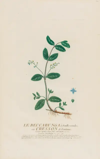 Le Beccabunga à Feuilles rondes, ou Cresson de Fontaine av Pierre Philippe Alyon