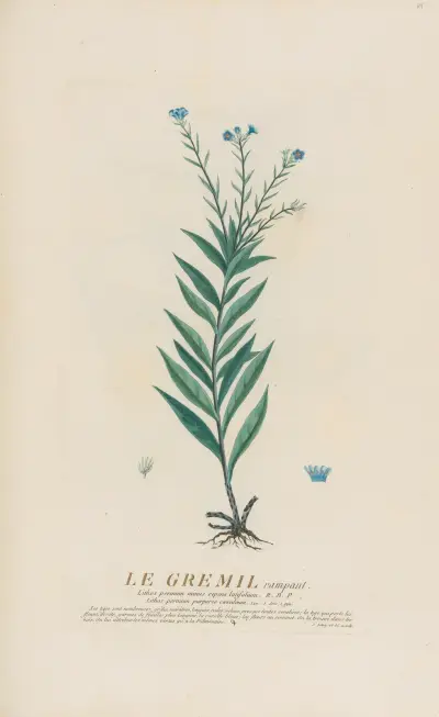 Le Gremil rampant av Pierre Philippe Alyon