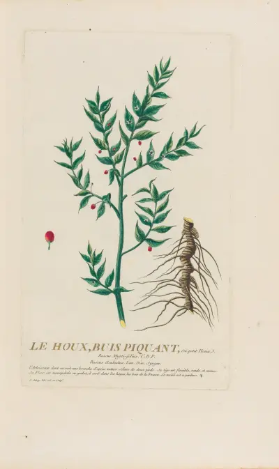 Le Houx, Buis Piquant, Ou petit Houae av Pierre Philippe Alyon