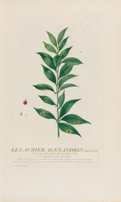 Le Laurier Alexandrin à Feuilles étroités av Pierre Philippe Alyon