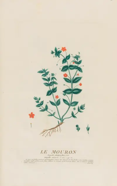 Le Mouron av Pierre Philippe Alyon