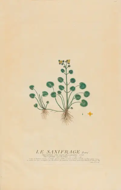 Le Saxifrage Dorè av Pierre Philippe Alyon