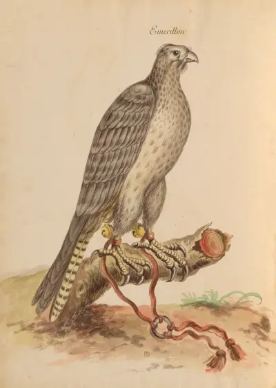 Oiseaux de la Ménagerie du Roi Pl.01 von Pieter Boel