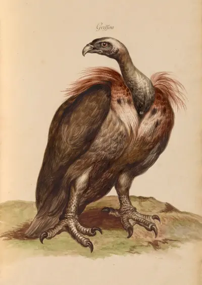 Oiseaux de la Ménagerie du Roi Pl.03 von Pieter Boel