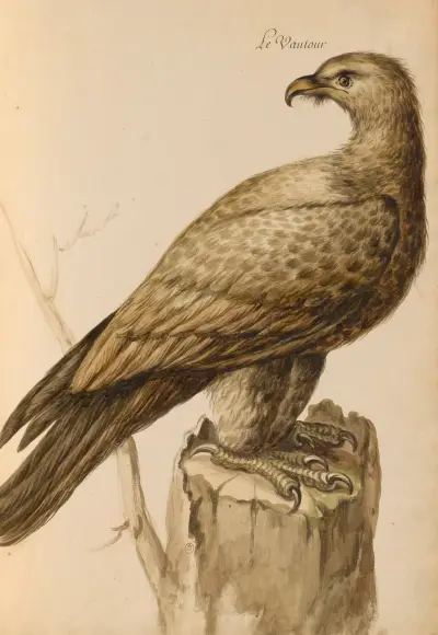 Oiseaux de la Ménagerie du Roi Pl.05 von Pieter Boel