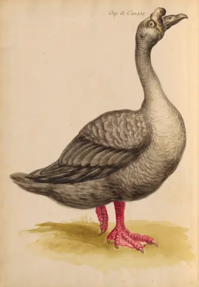 Oiseaux de la Ménagerie du Roi Pl.08 von Pieter Boel