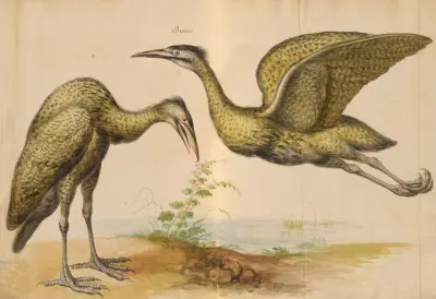 Oiseaux de la Ménagerie du Roi Pl.12 von Pieter Boel