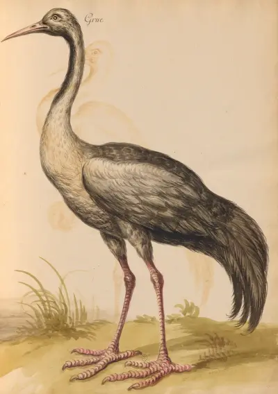 Oiseaux de la Ménagerie du Roi Pl.14 von Pieter Boel