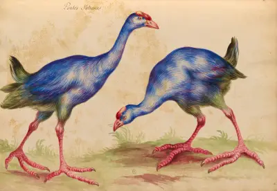 Oiseaux de la Ménagerie du Roi Pl.32 von Pieter Boel