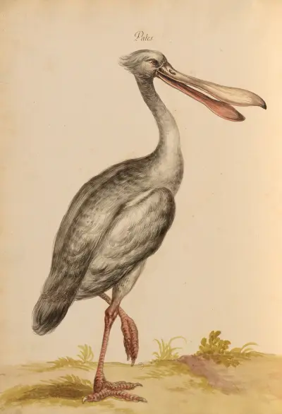 Oiseaux de la Ménagerie du Roi Pl.34 von Pieter Boel