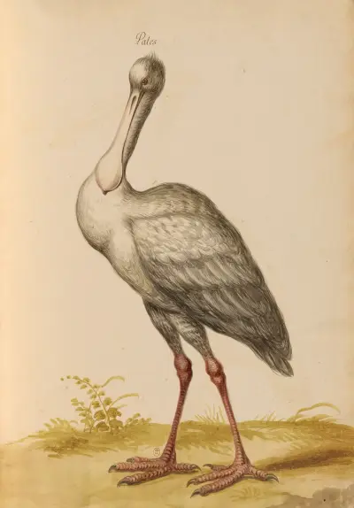 Oiseaux de la Ménagerie du Roi Pl.35 von Pieter Boel
