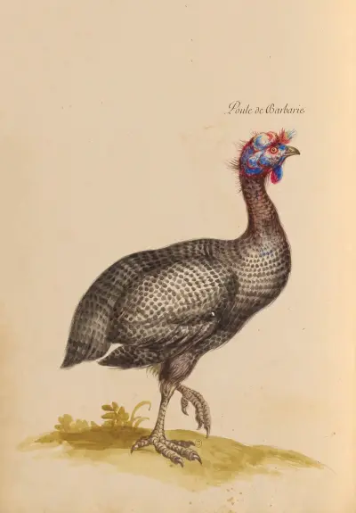 Oiseaux de la Ménagerie du Roi Pl.37 von Pieter Boel