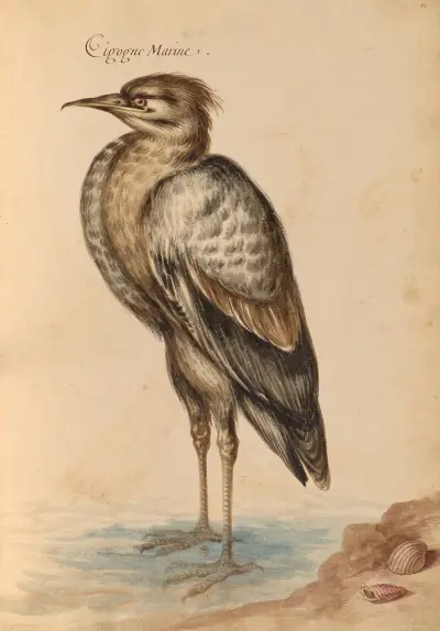 Oiseaux de la Ménagerie du Roi Pl.40 von Pieter Boel