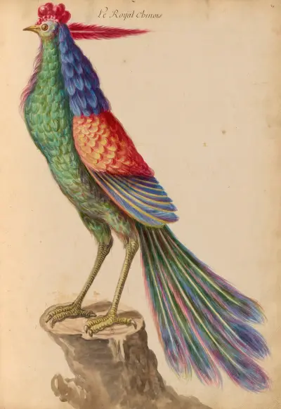 Oiseaux de la Ménagerie du Roi Pl.41 von Pieter Boel