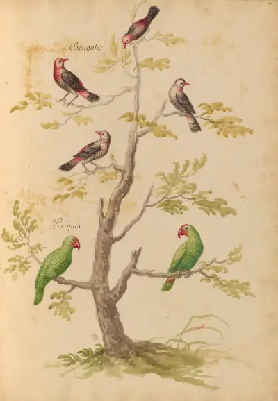 Oiseaux de la Ménagerie du Roi Pl.42 von Pieter Boel