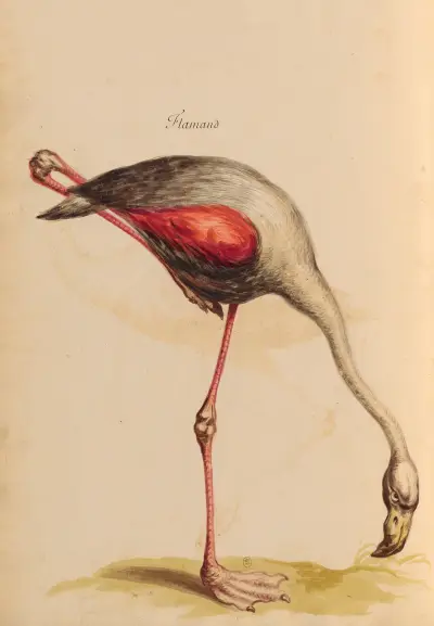 Oiseaux de la Ménagerie du Roi Pl.43 von Pieter Boel