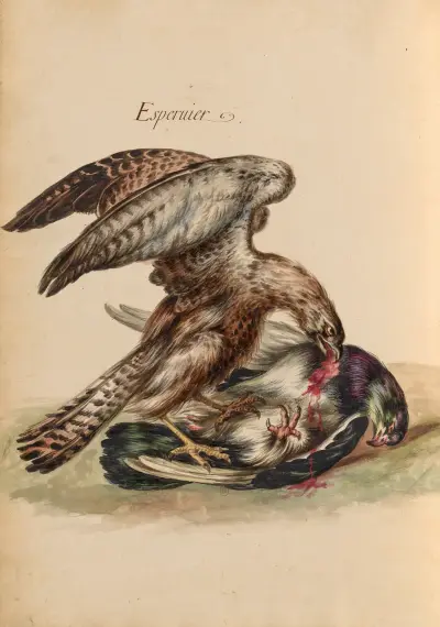 Oiseaux de la Ménagerie du Roi Pl.45 von Pieter Boel