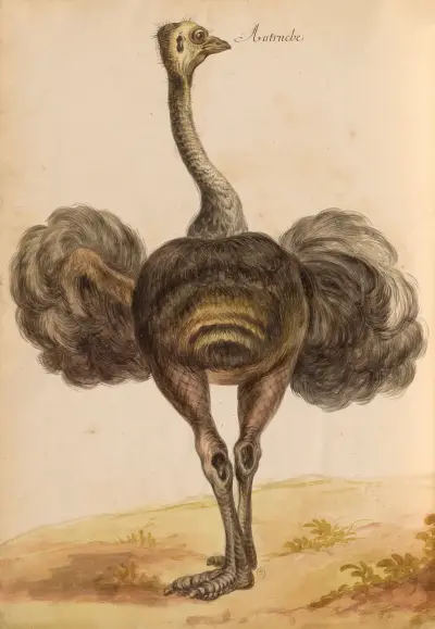 Oiseaux de la Ménagerie du Roi Pl.50 von Pieter Boel