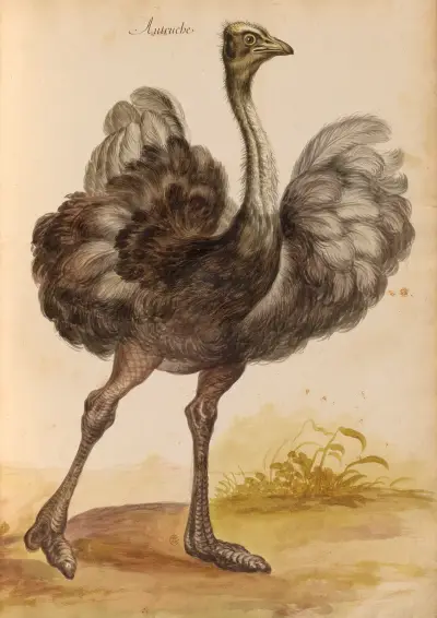 Oiseaux de la Ménagerie du Roi Pl.51 von Pieter Boel