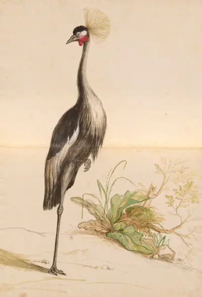 Oiseaux de la Ménagerie du Roi Pl.55 von Pieter Boel