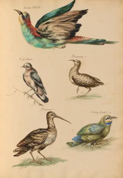 Oiseaux de la Ménagerie du Roi Pl.59 von Pieter Boel