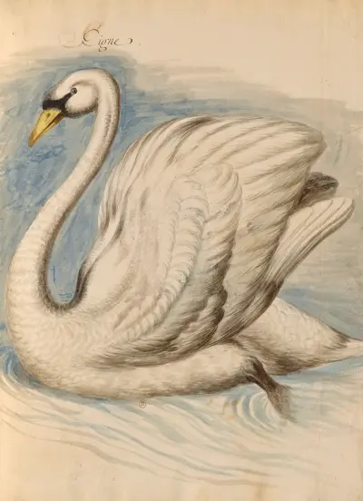 Oiseaux de la Ménagerie du Roi Pl.62 von Pieter Boel