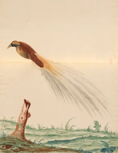 Oiseaux de la Ménagerie du Roi Pl.63 von Pieter Boel
