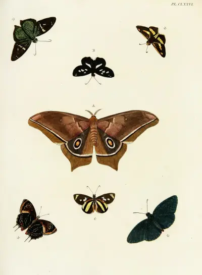 Foreign butterflies occurring in the three continents Asia, Africa and America Pl.423 av Pieter Cramer