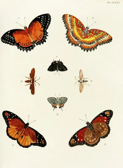 Foreign butterflies occurring in the three continents Asia, Africa and America Pl.422 av Pieter Cramer