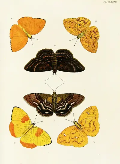 Foreign butterflies occurring in the three continents Asia, Africa and America Pl.420 av Pieter Cramer